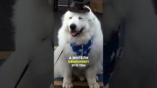 Надо Бальдру предложить #факты