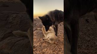 Wolfdogadventure - Morocco - Who is the boss? 🐺🐺 #wolfdogadventure #wolfdog #wolf #morocco #shorts