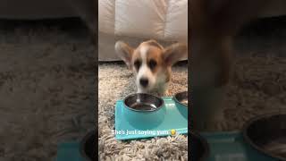 The corgi that howls when she eats | Willo the Corgi