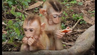 The baby monkey found little food, but he gave it to his brothers to eat. | Monkey Pokey