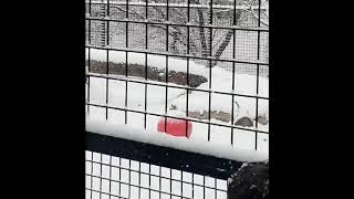 Amur Tiger Cubs' First Snow