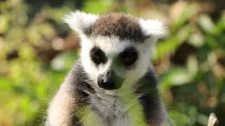 Sewerby Zoo Keeper Talks - Ring-Tailed Lemurs