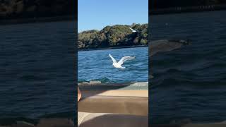 Seagulls chasing us in Japan