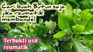 Buah pengusir reumatik Dan deare,Buah Butun/Putat Laut