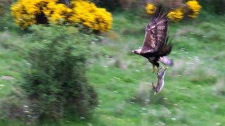 Golden Eagle Hunts Rabbit and escapes in flight / Aguila Real caza conejo y se le escapa en vuelo