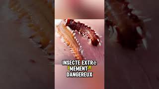 Voici L'insecte le Plus Dangereux du Monde ! 😱👀