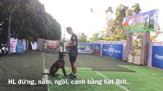 Huấn luyện chó béc bỉ (Malinois) đứng, nằm, ngồi, cạnh