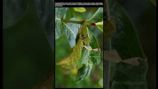 Leaf Insect / Phyllium westwoodi / ตั๊กแตนใบไม้ / ഇലപ്രാണി / 叶虫