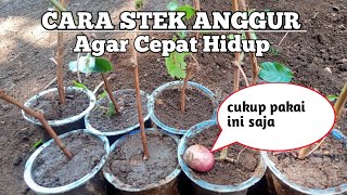 Cara Stek dan Menanam anggur di pot yang baik dan benar || Anggur