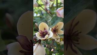 Magnolia White Caviar #flowers #flowerbloom #nature