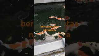 Kolam ikan koi #kolamkoi #kolam #ikankoi #ikan #shortvideo #shorts