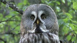 LAPPUGGLA  Great Grey Owl  (Strix nebulosa)  Klipp - 3313