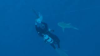 Bull Sharks-Yellow Jack School