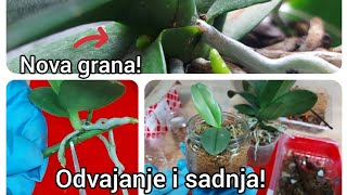 Još jedna keiki orhideja, novo odvajanje i presadjivanje + Nova cvetna grana na pomolu💖!