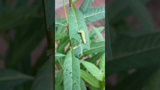 Raising monarch caterpillars 🐛