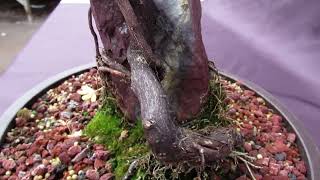 36 Year Old Beni Hime Dwarf Japanese Maple Root Over Rock Specimen Bonsai Tree