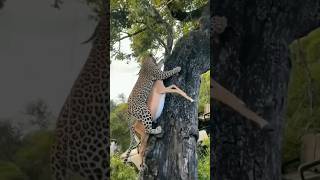 O felino leopardo, hábitos e características! 🤓