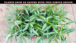 Tips for growing water spinach simple, fast, and harvest many times - Gardening