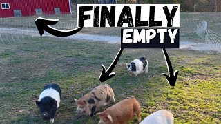 No More Pigs!  The Barn Is Empty!