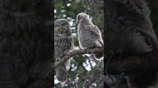 Great Grey Owls - The Ghosts of the North #birdwatching #northamericanbirds #owls