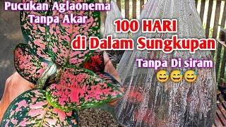 Bongkar Sungkupan Tanaman Hias Aglaonema 100 Hari Di Sungkup