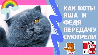 Смешные коты 2021.Коты блогеры.