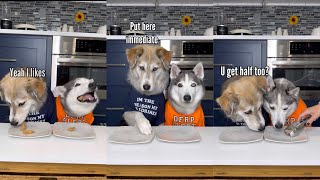 Dogs Try Different Foods