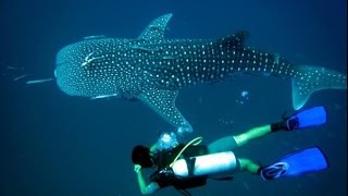 1 man with many giant fishes