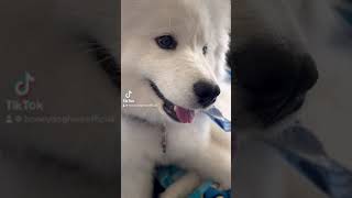 I’m down for whatever #puppy #cute #samoyed #dog #samoyedpuppy #downforwhatever #funny