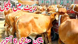 Multan Cow Mandi | Cholistani Ablk Nukre Gulabi Sahiwal Bachre || Global Village Farming