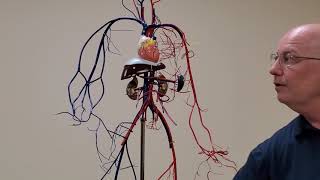 Professor Long 2402 Wireman Arteries