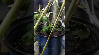 Jan 30th 2024 Haskap, Dappled Willow, Maple, Yellow Tomatoes, CH Figs & Houseplant Clones Update 20