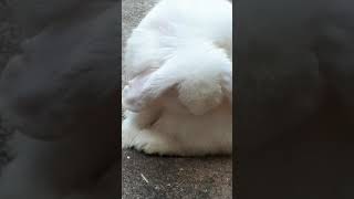 Fluffy is so cute like this video if u think so ☺☺