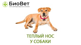 Теплый нос у собаки