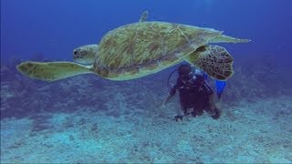 A family Intro dive in Akumal, Mexico