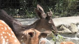 Вот так чудо - Чёрный оленёнок!!! That's a miracle - Black fawn !!!