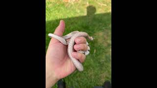 Ghost VP Honduran milk snake #snake #explorepage #honduran #ghost