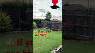 SUBSCRIBE FOR MORE GARDEN FUN- Hummingbirds