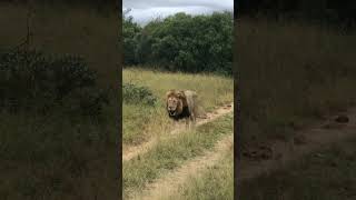 Male lion with damaged jaw trails vanquished rival | andBeyond Ngala | WILDwatch