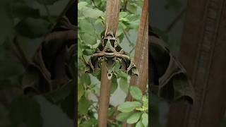 What's this😱Daphnis nerii💥oleander hawk-moth or army green moth🔥#shorts #viral