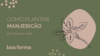 Aprenda a cultivar manjericão