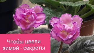 Фиалки будут цвести всю зиму!!! Мои секреты)🌺🌺🌺🌺🌺