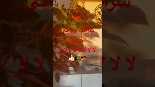 شرافت پروانی جدید لالالالالالالالا🇦🇫❤️🇩🇪👍🏻