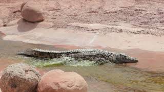 Crocodile Relaxing in Flowing Water 1 Hour Loop