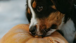 Dogs Reactions To Halloween Blow-ups