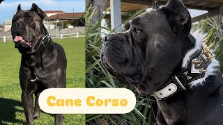 Daily training my Cane Corso