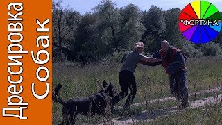 Собак Учат Эффективной Защите от Нападения Опасного Противника. Дрессировка Собак на Охрану Хозяина