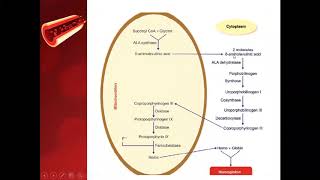 Hemoglobin Synthesis Pathway