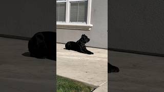 Majestic Cane Corso enjoying the sun 🌞