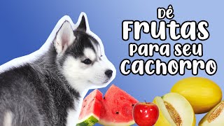 O que CACHORRO pode COMER além da Ração?